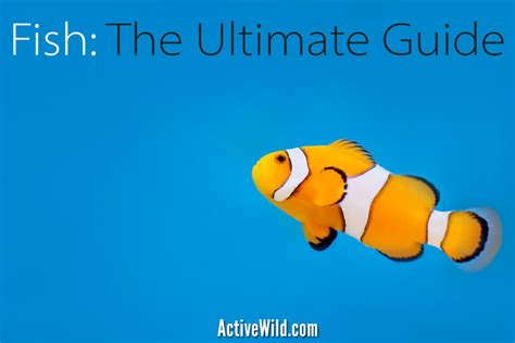 Fish: The Ultimate Guide To Fishes & Fish Life .